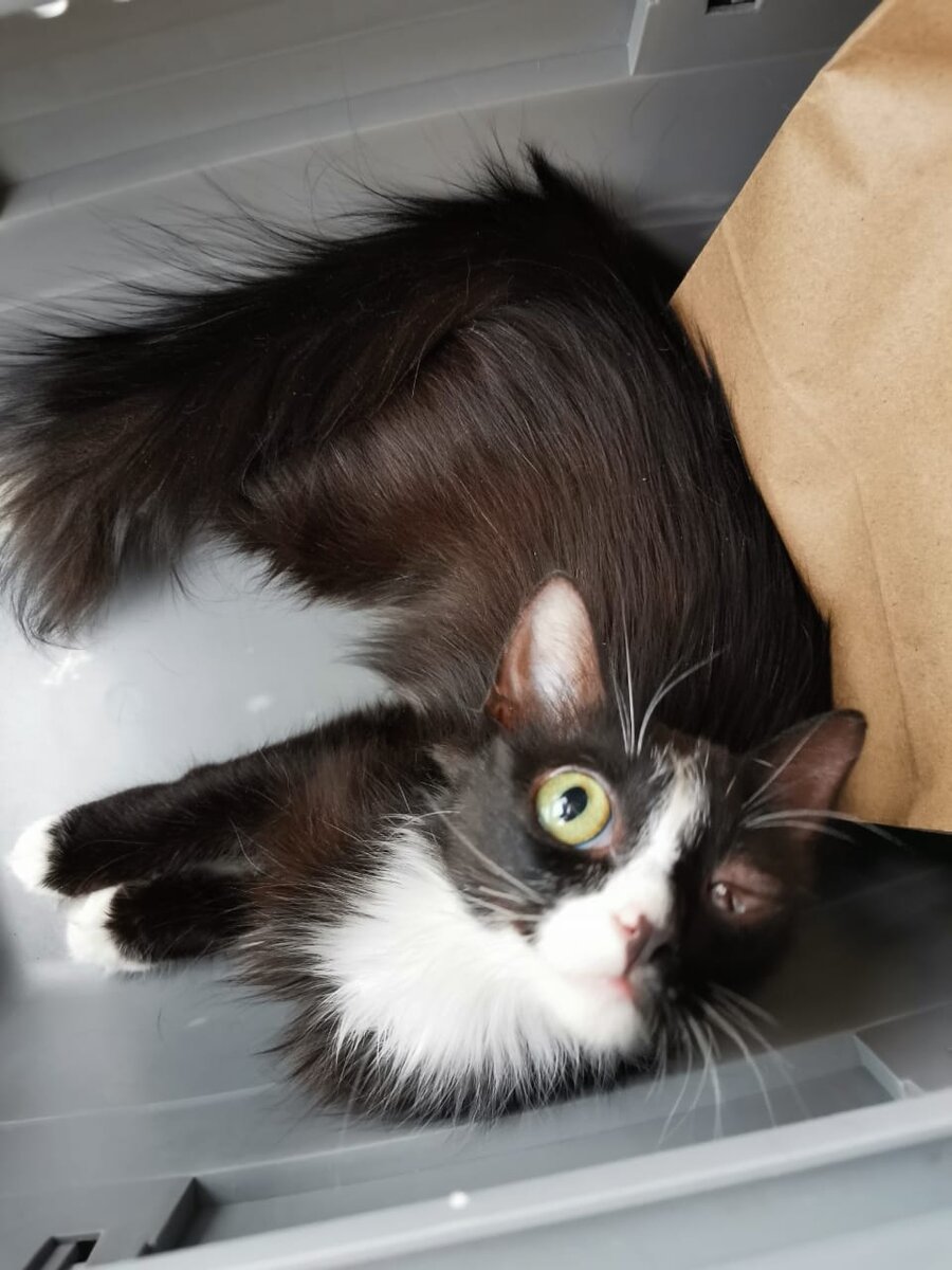 Сельма.требуется операция на глаз.