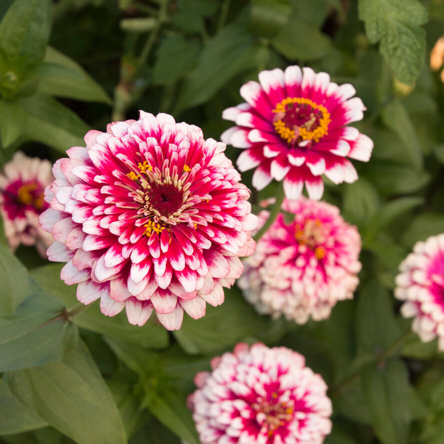 Zinnia Flower