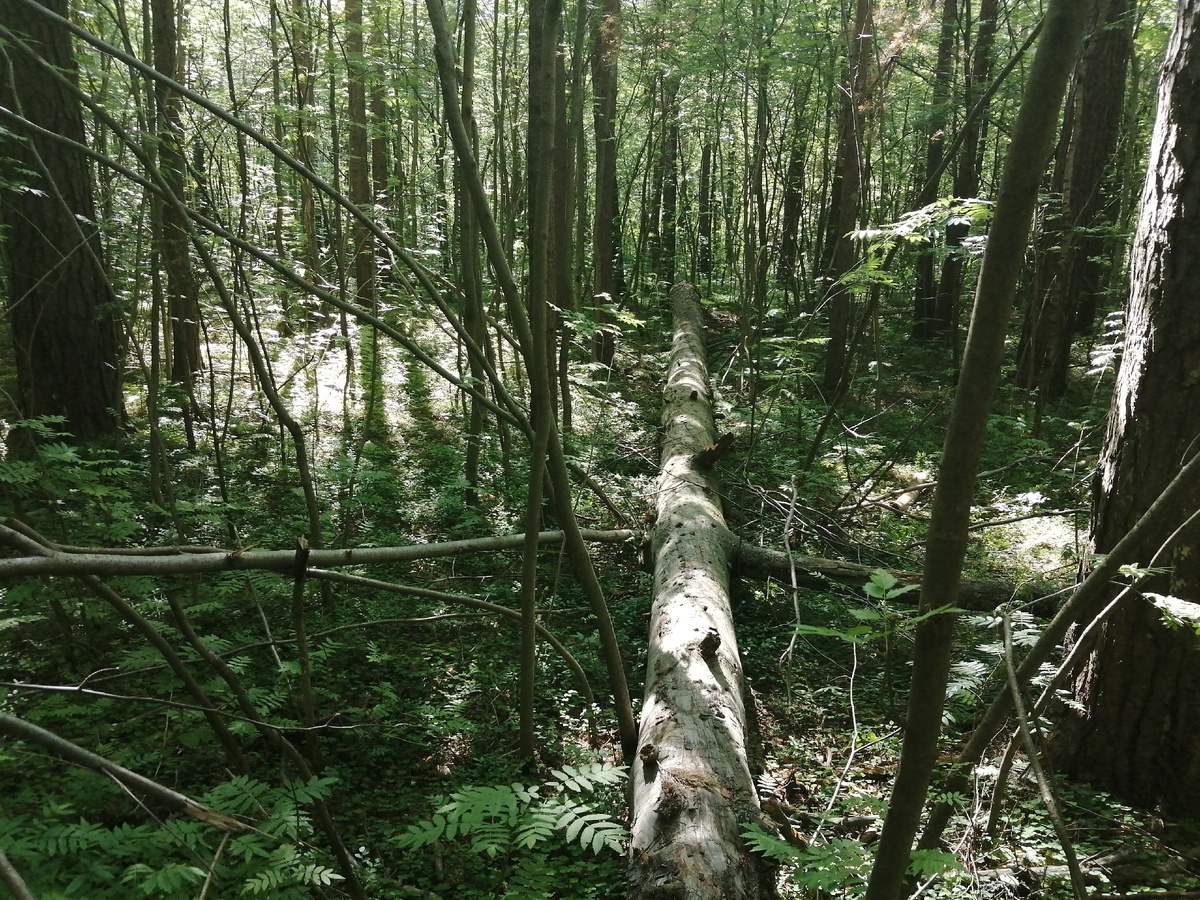 Упавшее дерево