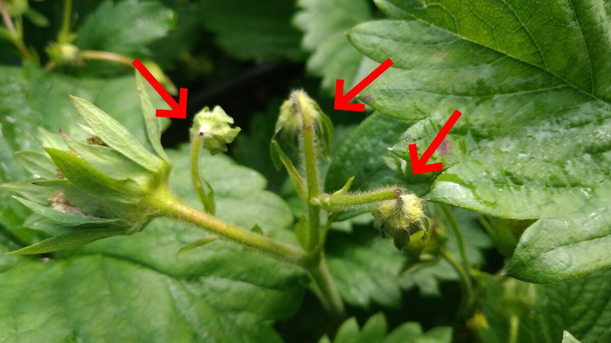 А здесь поработал долгоносик. Видите разницу?