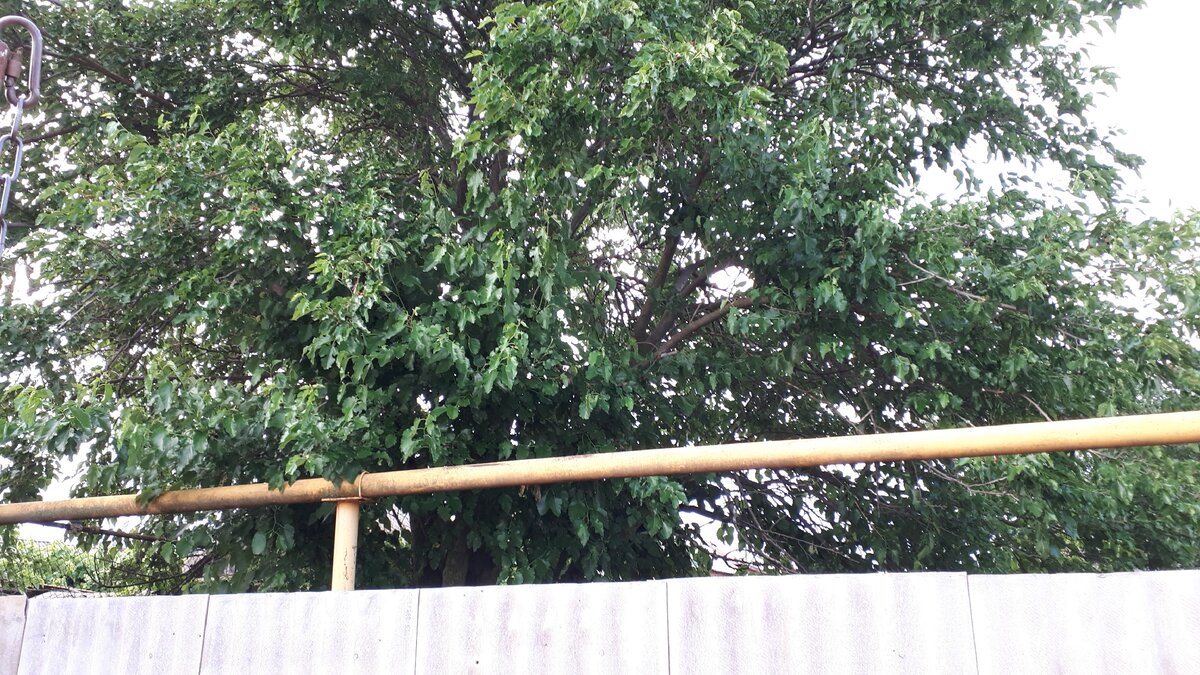 Фото из личного архива. Дерево выросло выше забора на несколько метров.