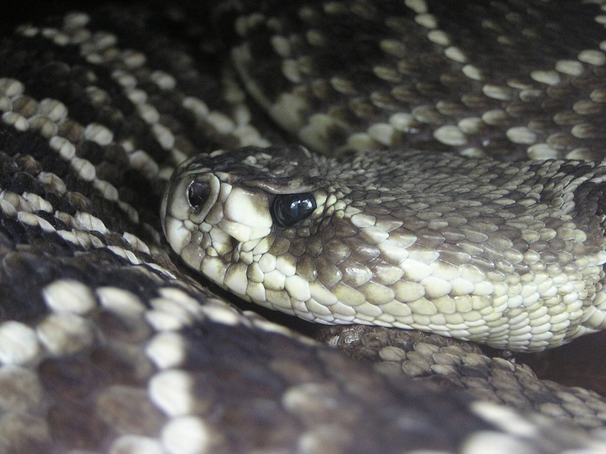 АВТОР СТАТЬИ: ВЛАДИМИР ДИНЕЦ