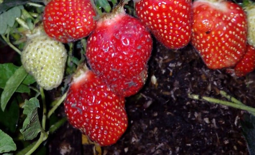 Спелая ягода клубника.