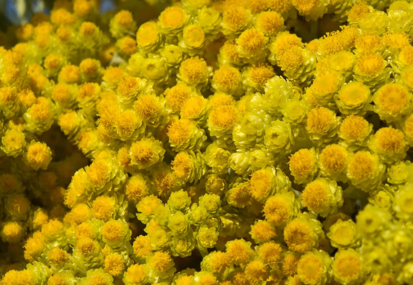 Бессмертник.