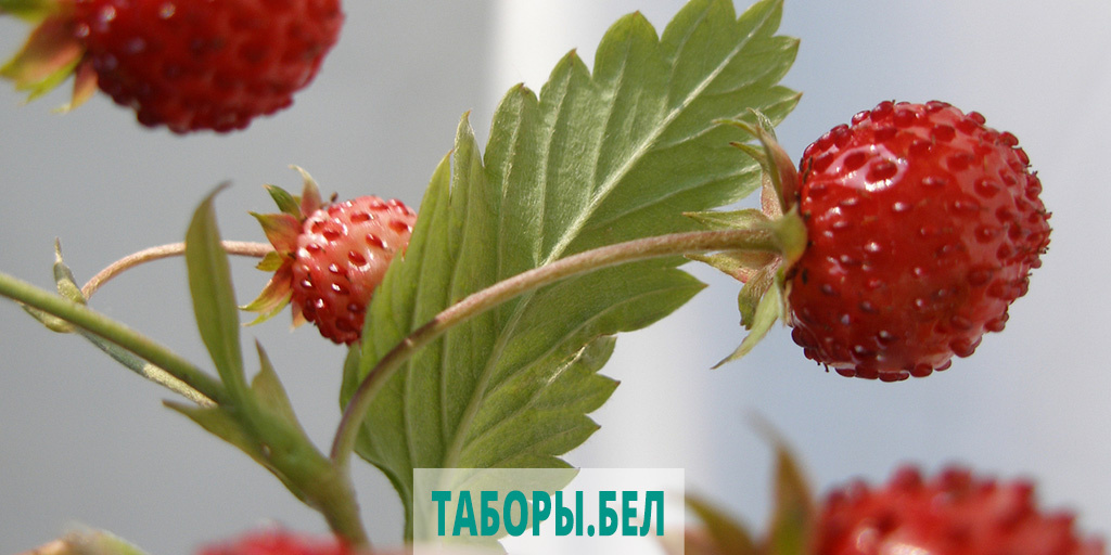 садовая земляника 16.06.2020г.