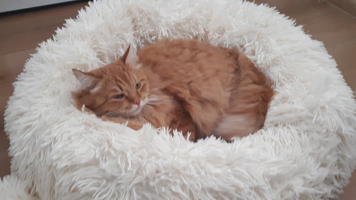 Кузя очень доволен)