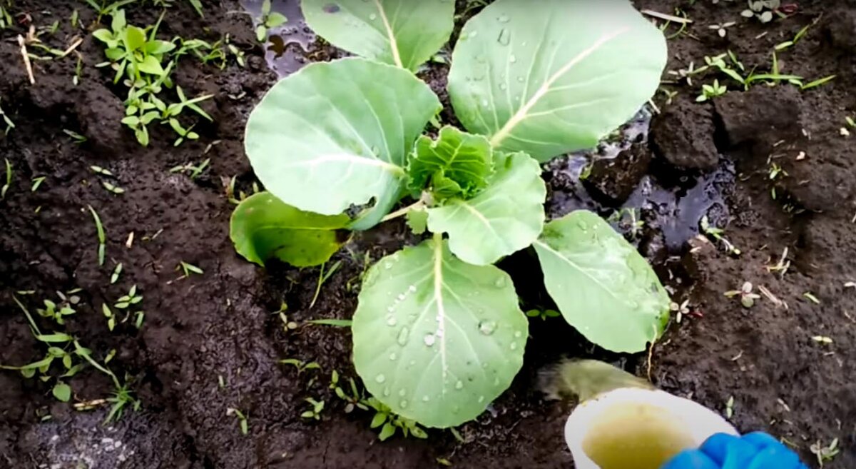 Поливаем капусту крапивным настоем