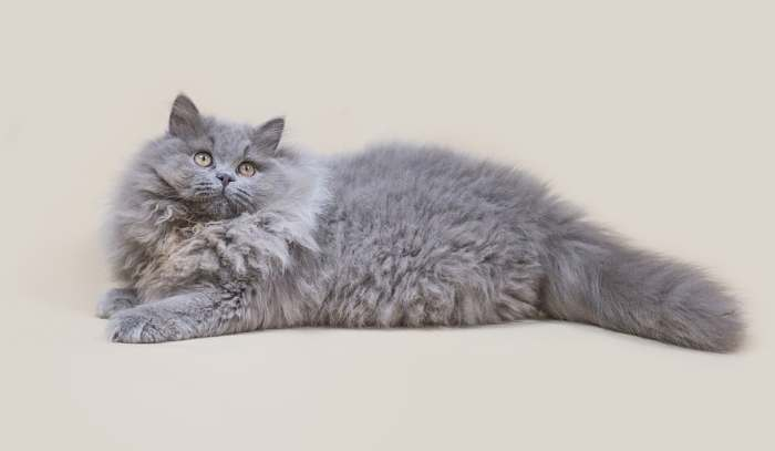 фото домашней длинношерстной кошки