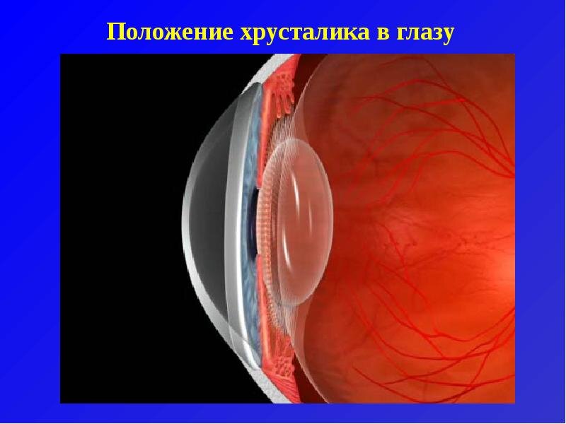 Хрусталик глаза человека является