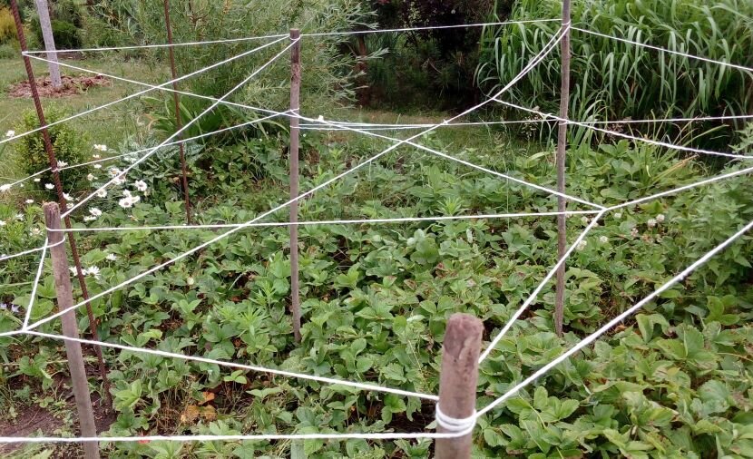 Защита клубники от птиц. Фото автора