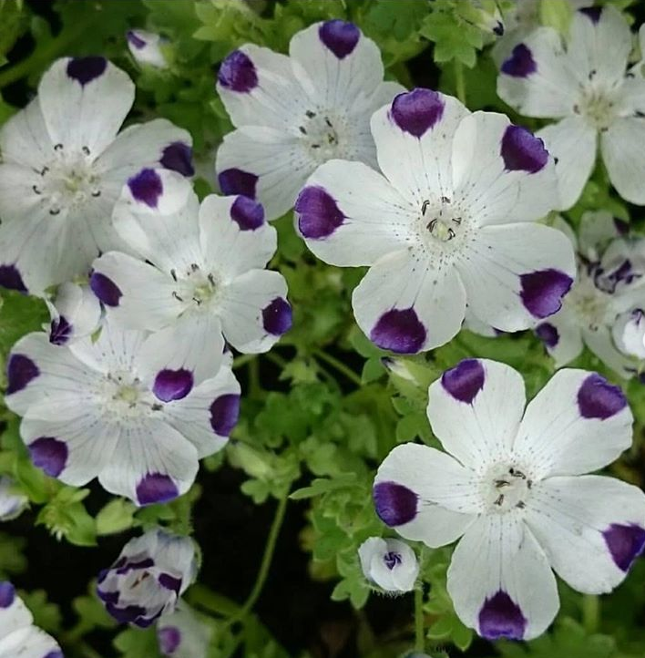 Немофила сорт Мальвина 