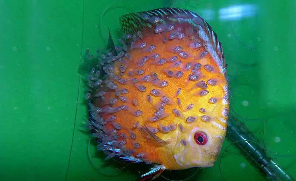 Нужно ли давать золотым рыбкам специализированный корм?