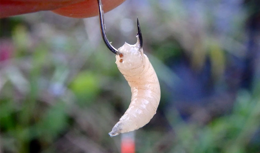 Фото взято из открытых источников.