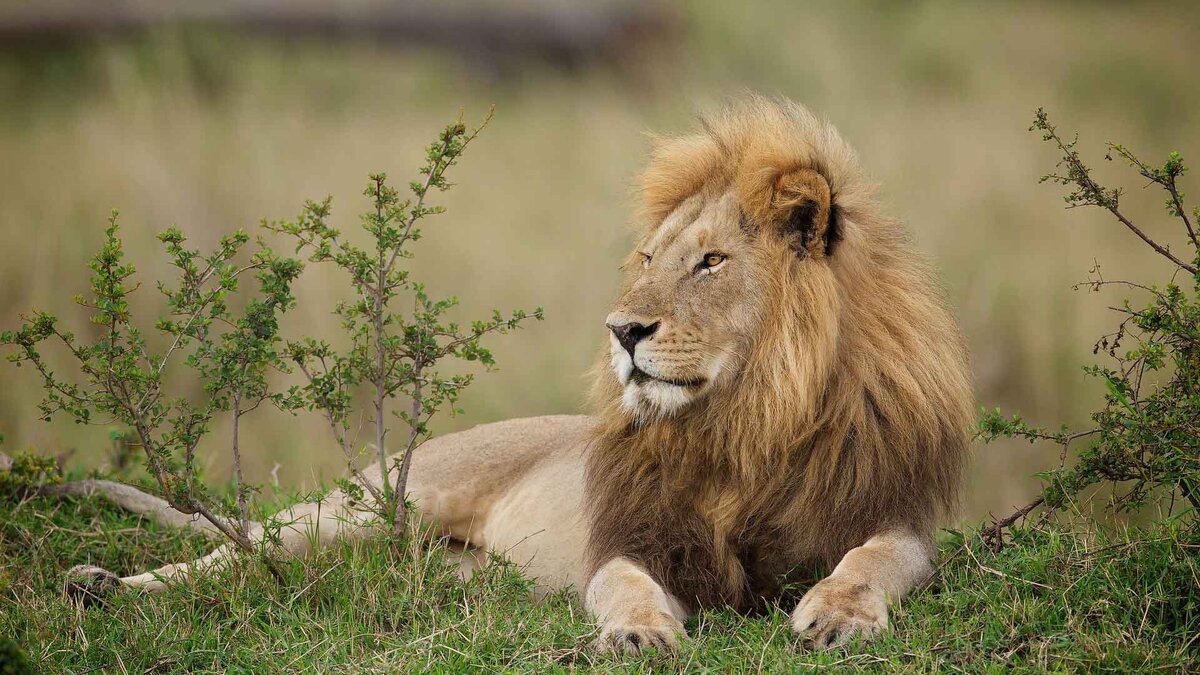 Почему Лев - Царь зверей? | ИНТЕРЕС | Дзен