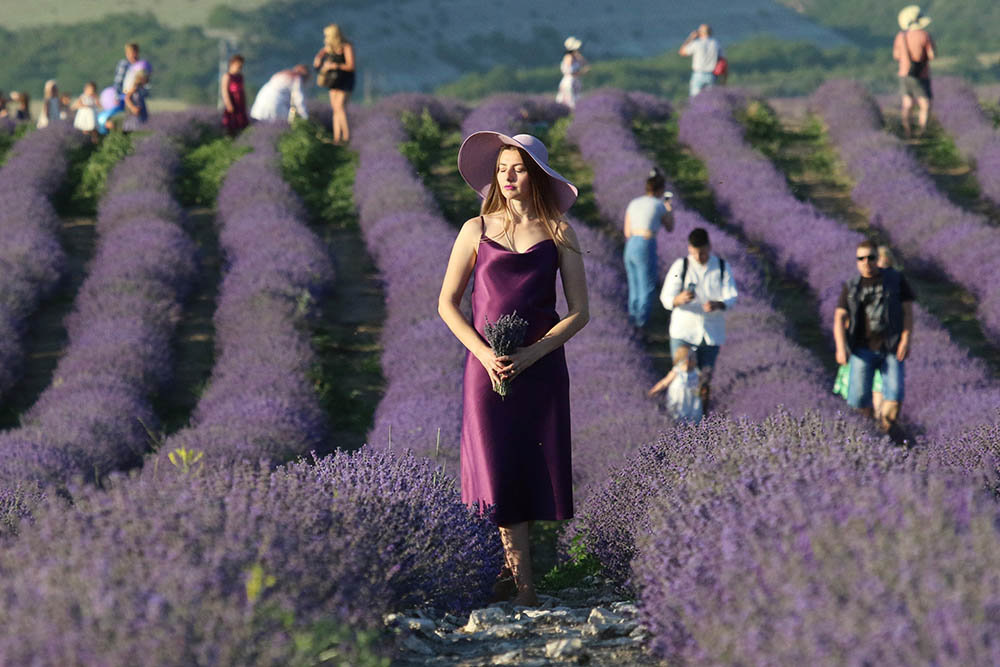 Британские СМИ включили снимок крымской лаванды в ТОП недели