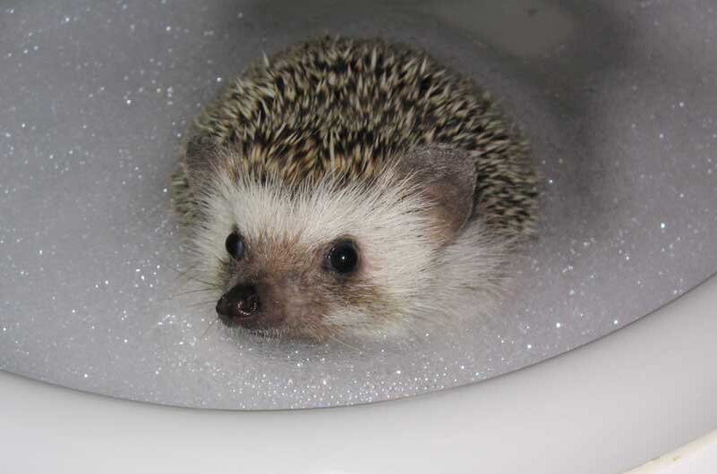 Яндекс.Картинки