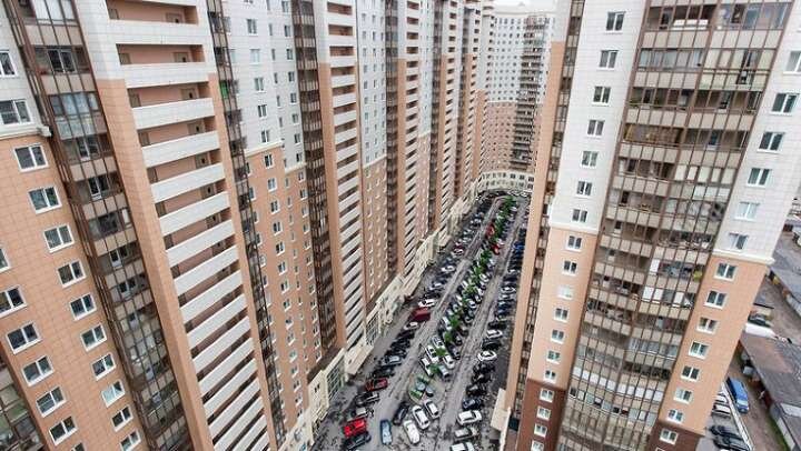 Типичный человейник. Фото из свободного доступа