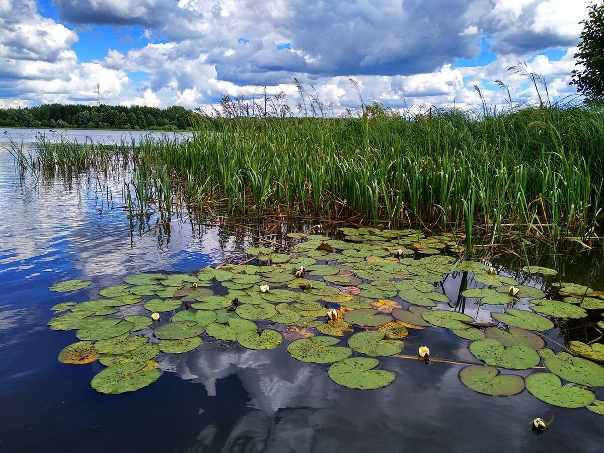 река кувшинки