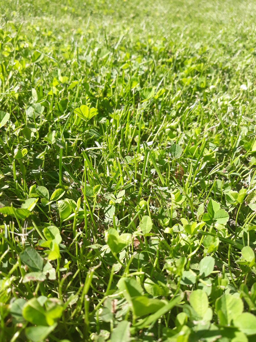 Наш смешанный газон перед домом. После стрижки.