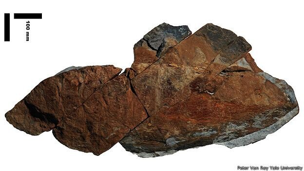 Правообладатель иллюстрацииPETER VAN ROY YALE UNIVERSITYImage captionИзучая окаменелые останки эгирокассиды, ученые пришли к выводу, что та имела парные лопасти