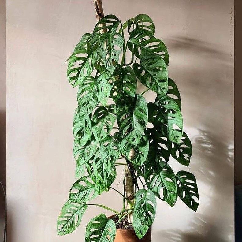 Has conocido a la OTRA Monstera in 2020 Hanging plants, Plant decor
