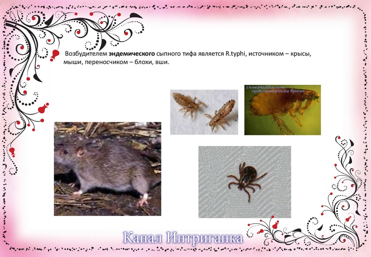 Переносчики заболеваний. Трансмиссивные болезни переносчики. Переносчики заболеваний. Переносчики над. Мыши источник инфекции.