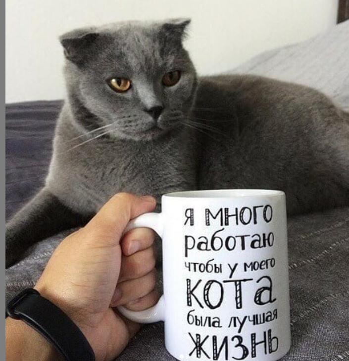 Потому что работать. Я много работаю чтобы у моего кота. Много работаю чтобы у моего кота была лучшая жизнь. Кружка я работаю чтобы у моего кота была лучшая жизнь. Работаю чтобы у кота была лучшая жизнь.