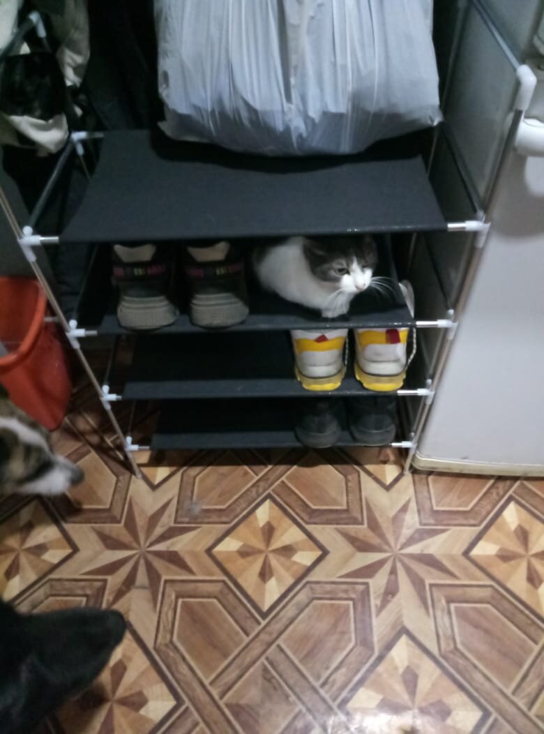 Первой полочку опробовала Почка.