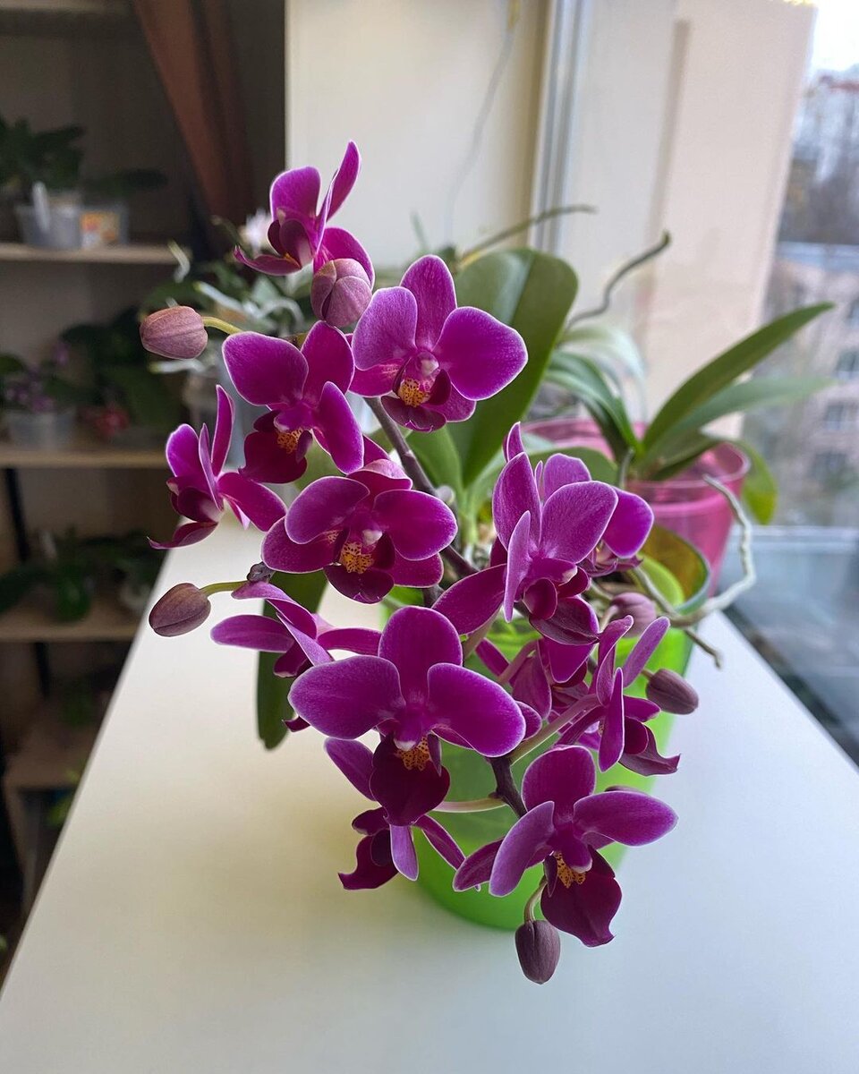 Я до сих пор поливаю орхидеи чесночной водой, лучшего средства еще не нашла (фото автора)