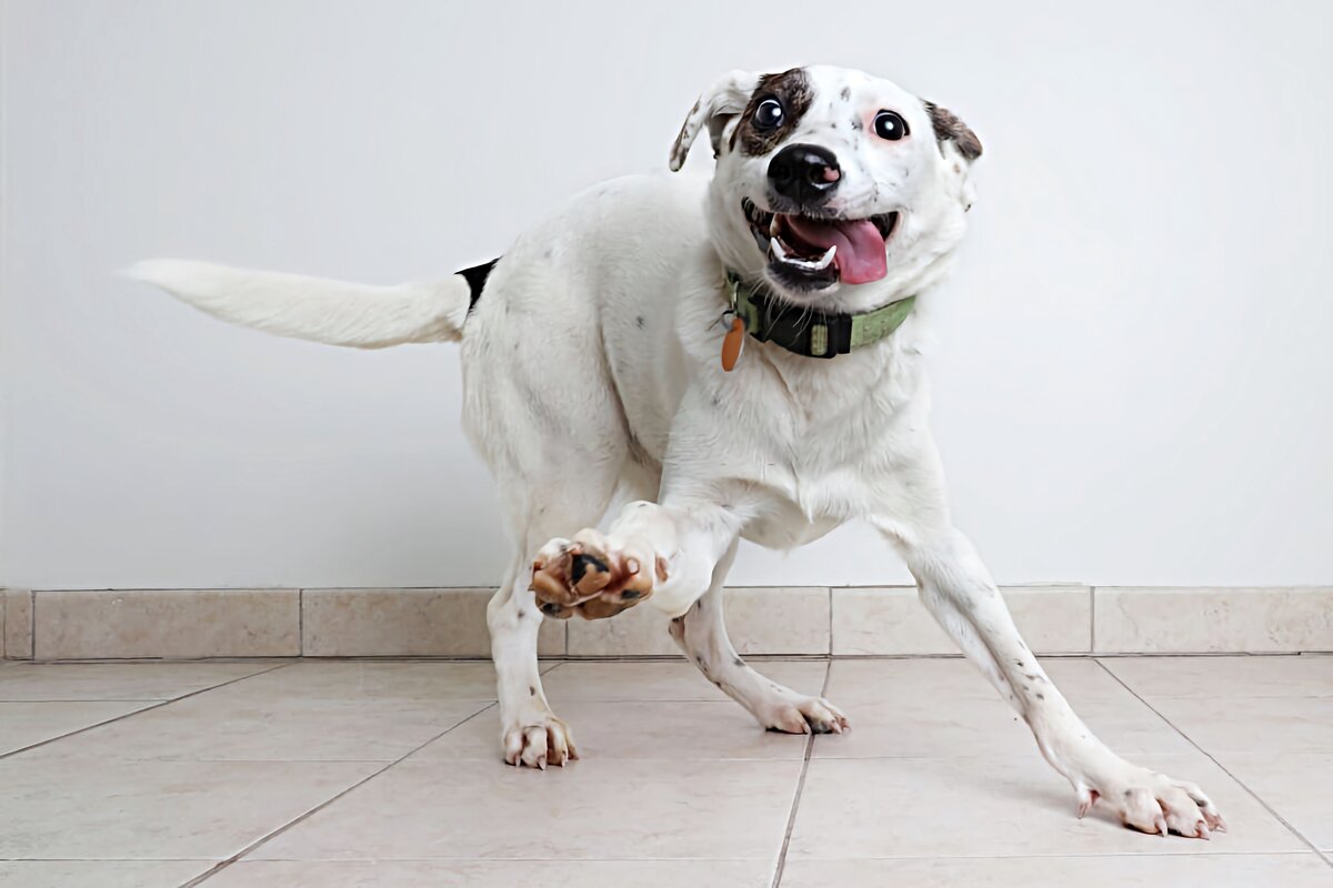 👨‍⚕️ Часто данное действо сопровождается поиском игрушки. 