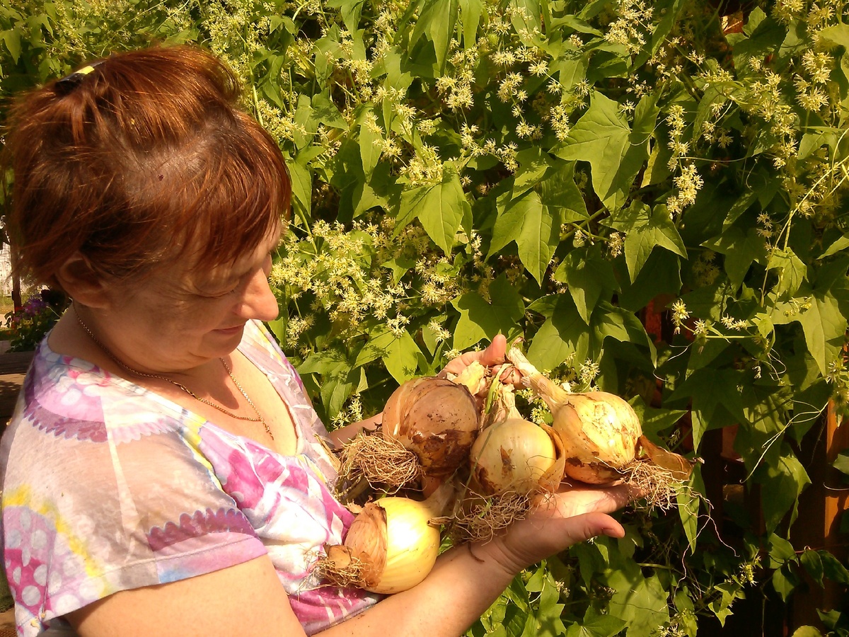 Лук эксибишен.Фото автора.