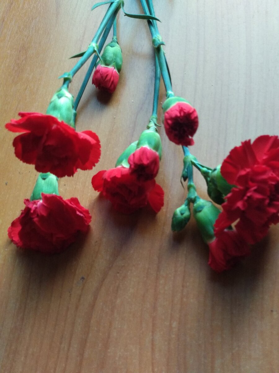 Гвоздика Шабо в срезке