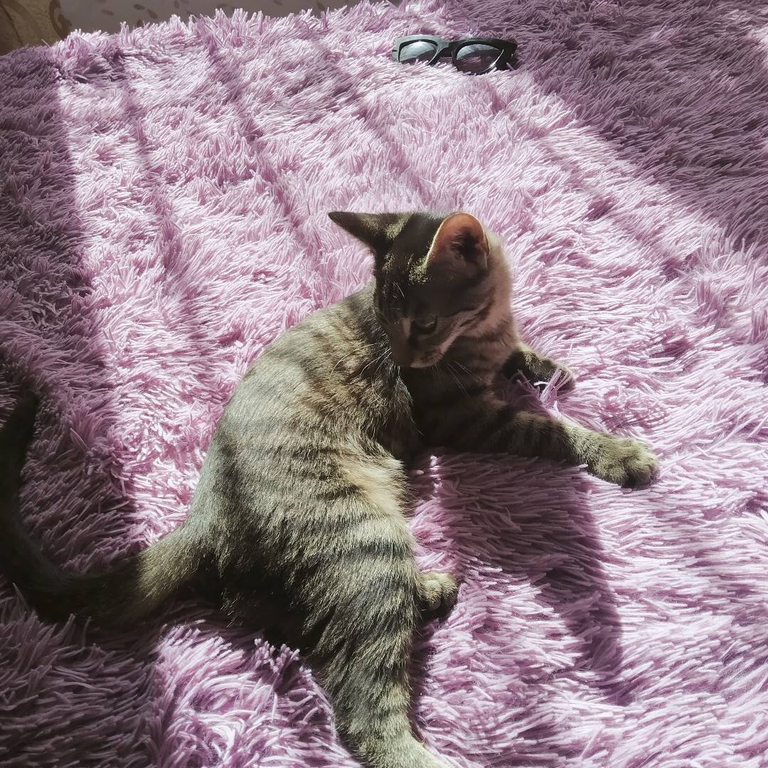 Мой особенный котёнок Нюта