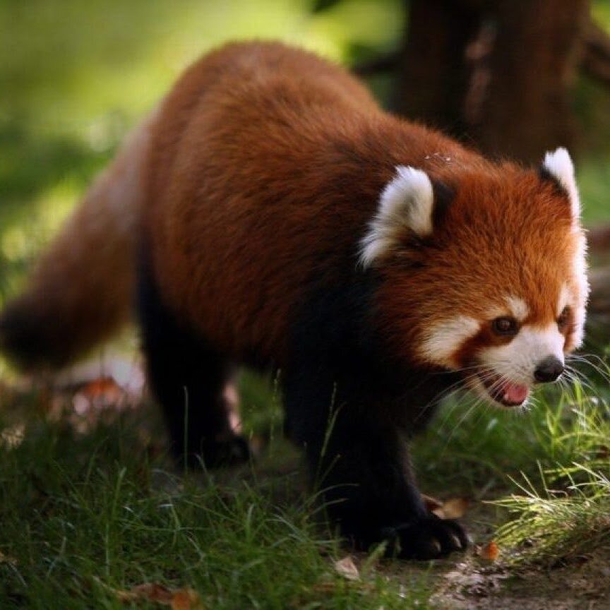 Хочется обнять, но нельзя @redpandanetwork 