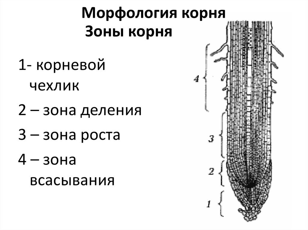 Рассмотрите рисунок и назовите зоны корня в верной последовательности