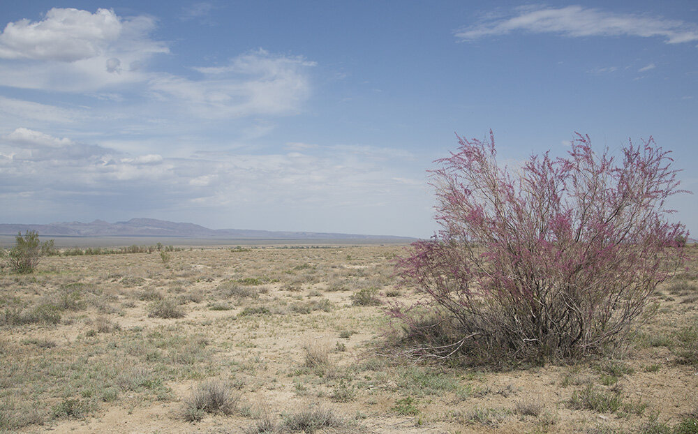 Kochia californica в пустыне