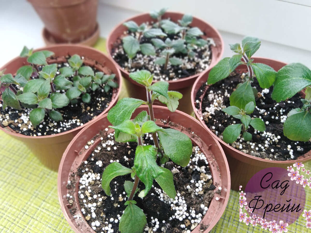 Прекрасны с любого ракурса