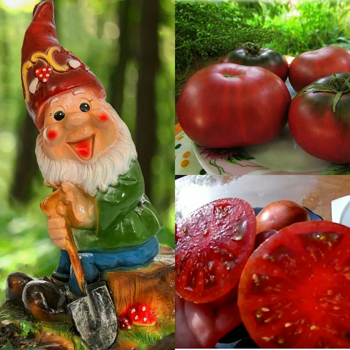 Проект Гном томатный Dwarf Tomato Project