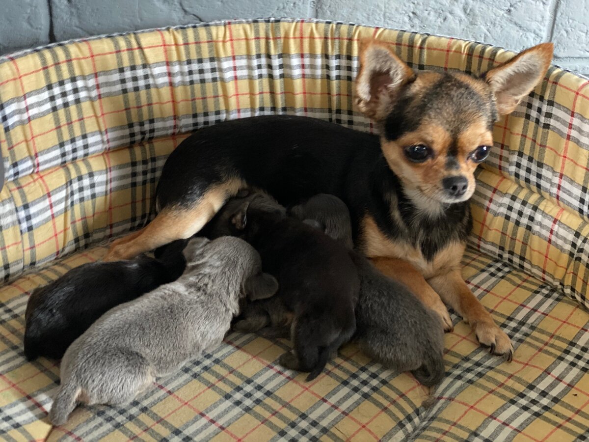 Чихуа Апчхи Хуа