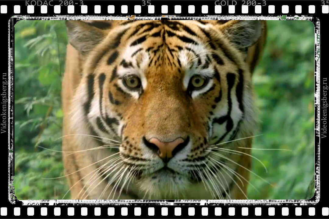 След тигра 2. След тигра 2014. Тигр. Амурский тигр