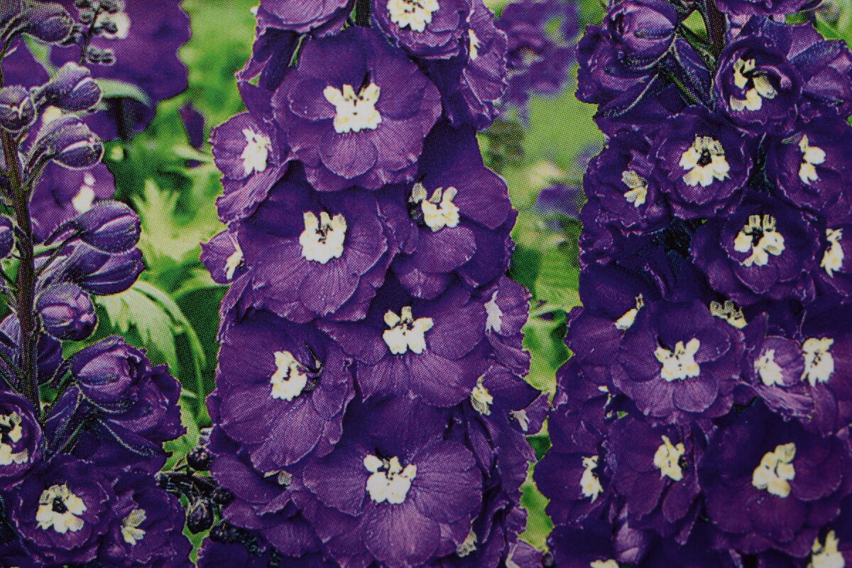 дельфиниум