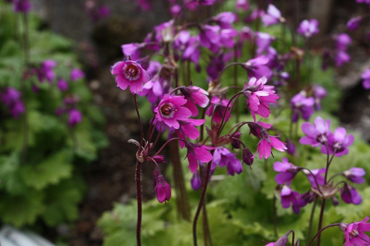 Кортуза Маттиоля (Cortusa matthiollii). Фото с сайта https://atlas.roslin.pl/plant/7672 