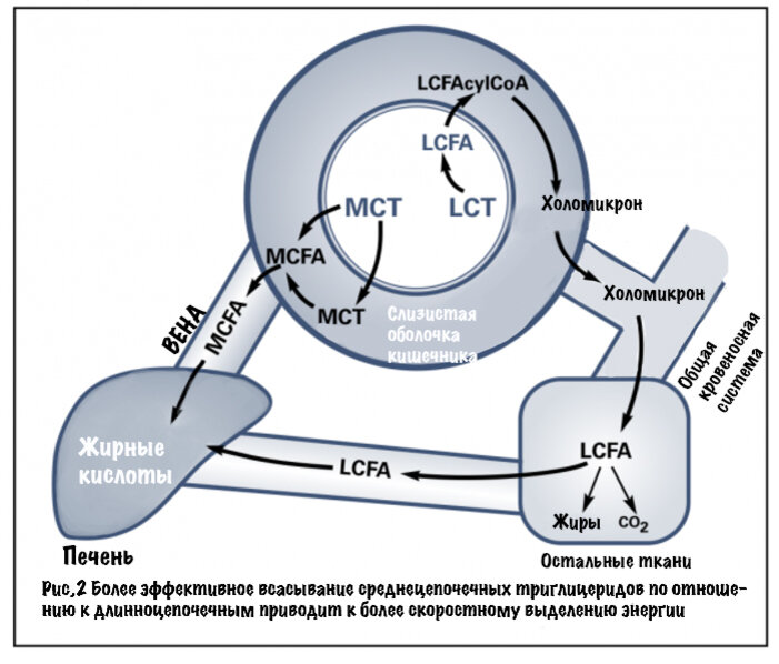 Мст масло (среднецепочечные триглицериды). Мст порошок. Мст среднецепочечные триглицериды. Мст среднецепочечные триглицериды. Кетоша масло мст.