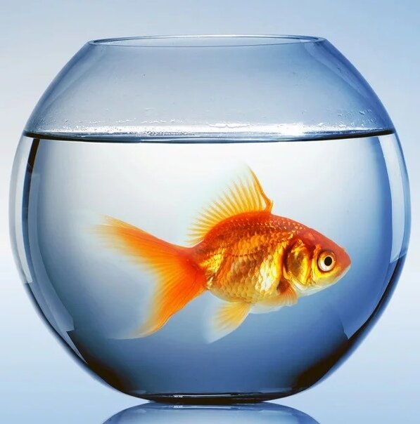Золотая рыбка в аквариуме.