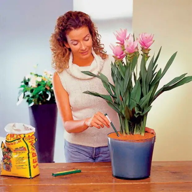 Уход за комнатными цветами – дело хлопотное, но чрезвычайно приятное. Именно от того, как вы будете ухаживать за домашними цветами, зависит их рост и цветение. Комнатные растения нуждаются в вашей заботе в части удовлетворения своих основных потребностей. Оставьте их в глубокой тени или без воды, и они погибнут. Они будут постепенно чахнуть без питания, и практически все разновидности нужно содержать в защищенном от мороза помещении.