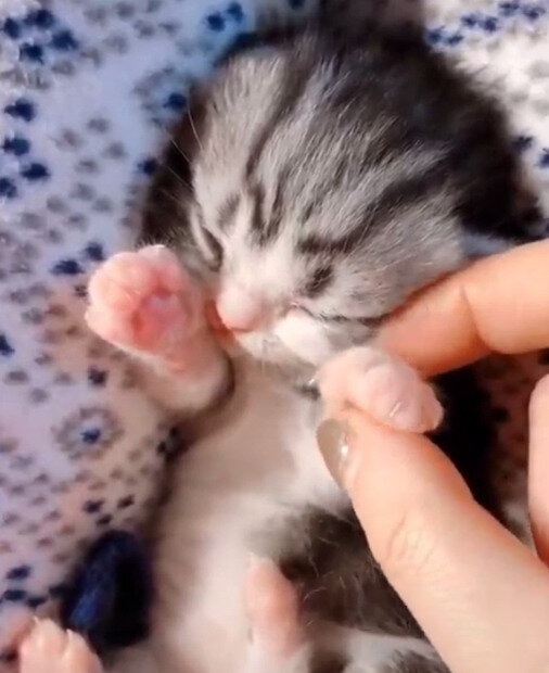 Милые и Смешные Животные