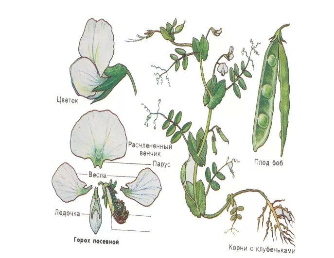 Цветок бобовых строение рисунок