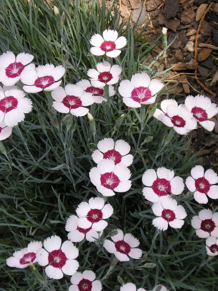 Гвоздика травянка многолетняя уход. Гвоздика травянка (Dianthus deltoides). Гвоздика травянка Вайт-ред. Гвоздика травянка White. Гвоздика травянка многолетняя.