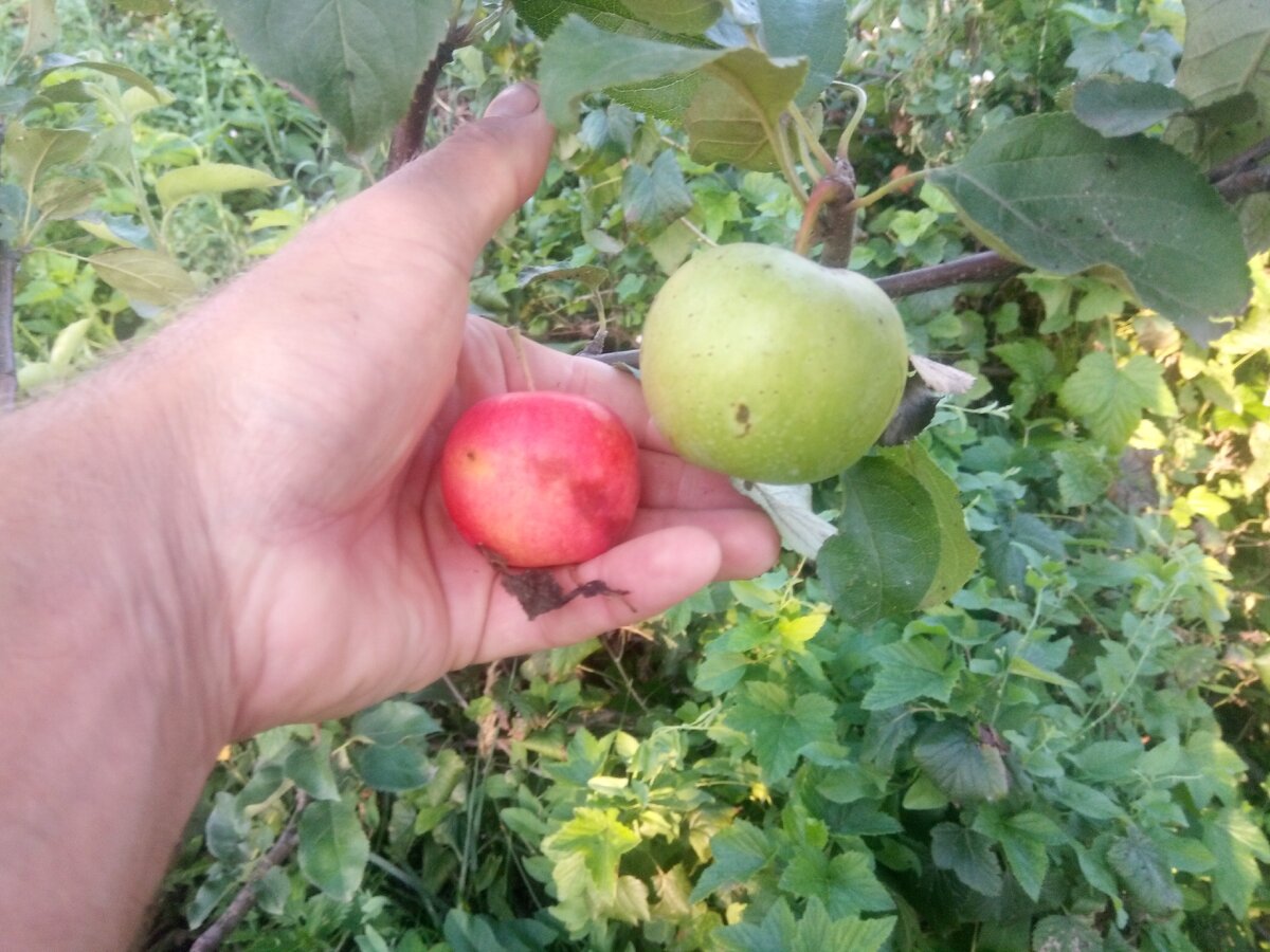 Это далеко не предел по крупноплодности. Будем работать!