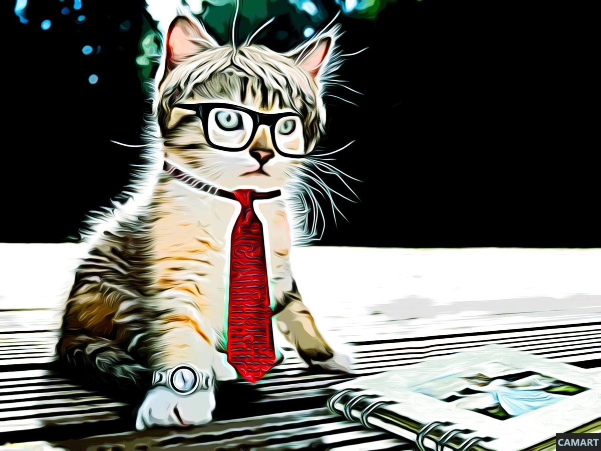 Котёнок адвокат